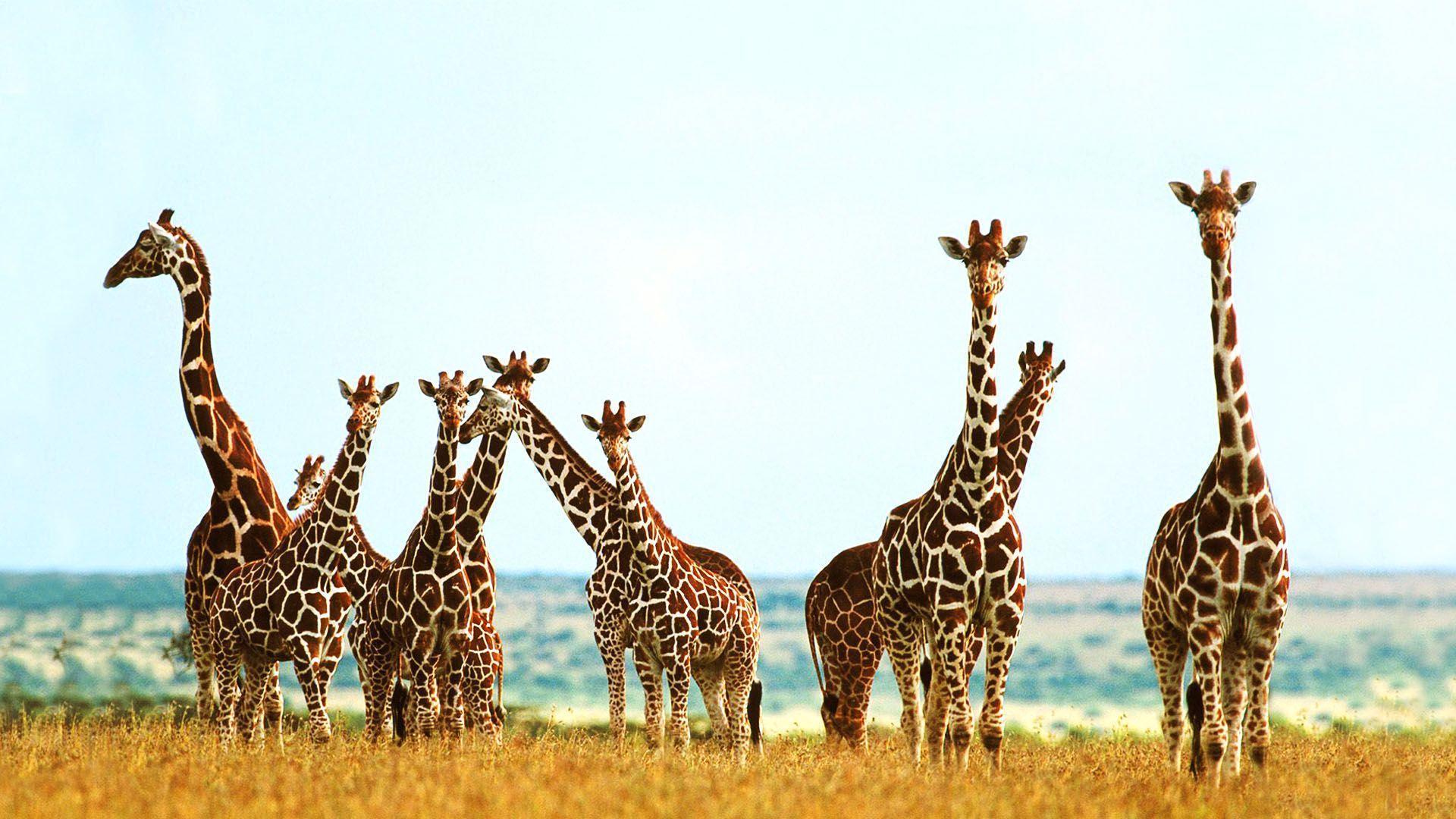 FunMozar – Giraffe Wallpapers