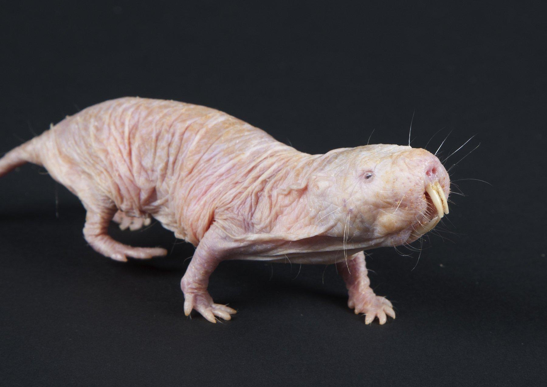 Naked Mole Rat Wallpapers and Backgrounds Image