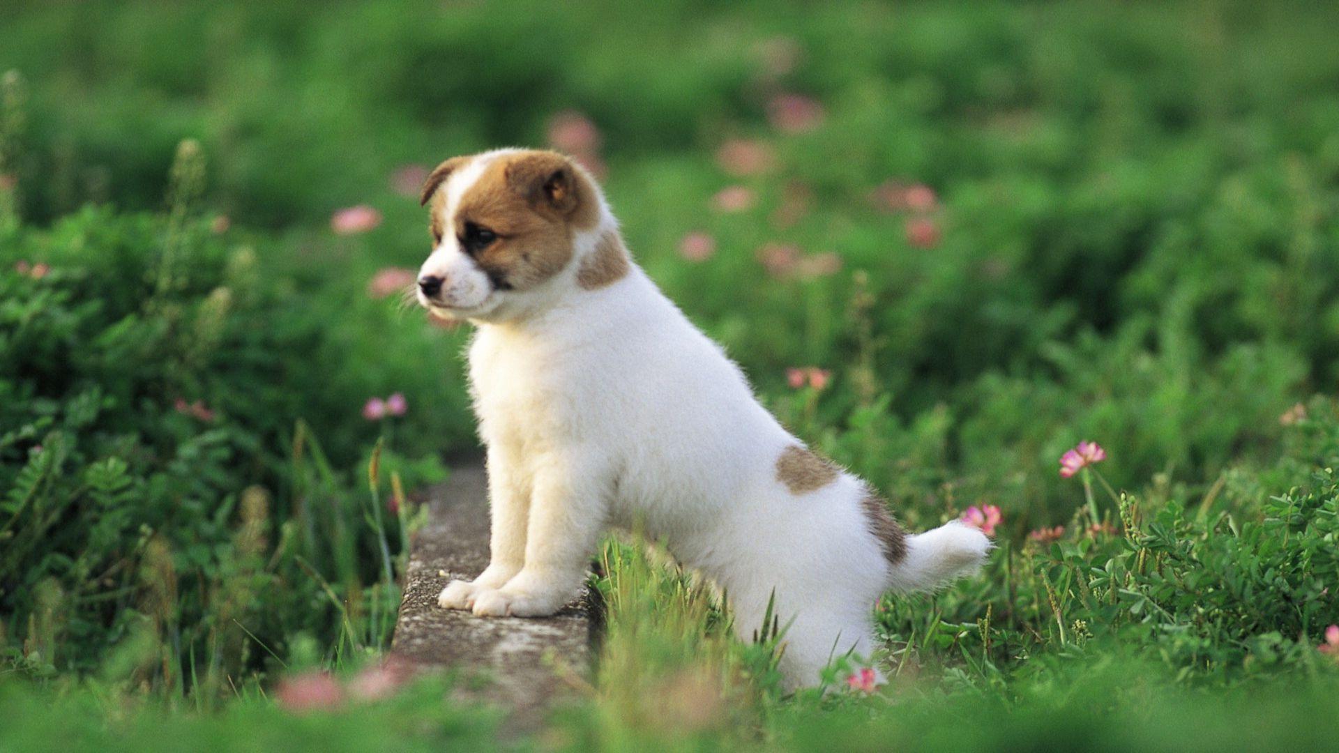 Cute Puppy Wallpapers