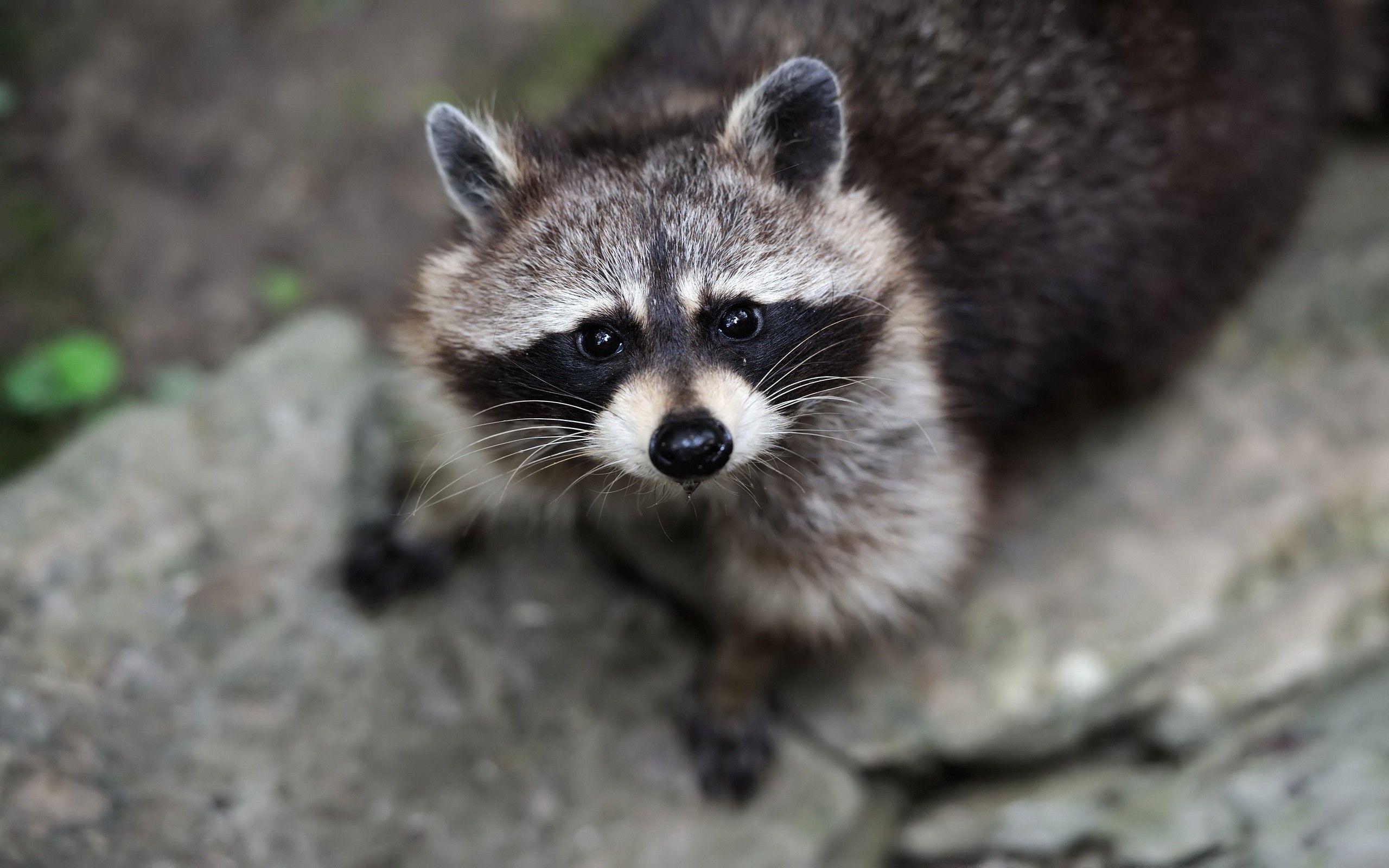 raccoons, Wildlife, Animals Wallpapers HD / Desktop and Mobile