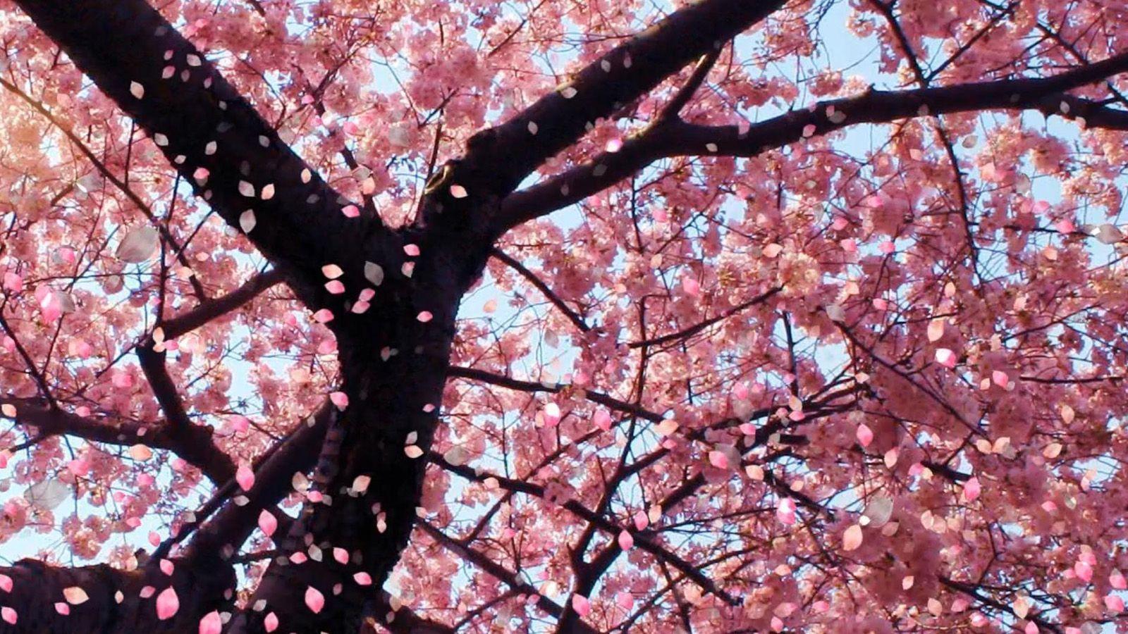 Sakura flower wallpapers image all free download