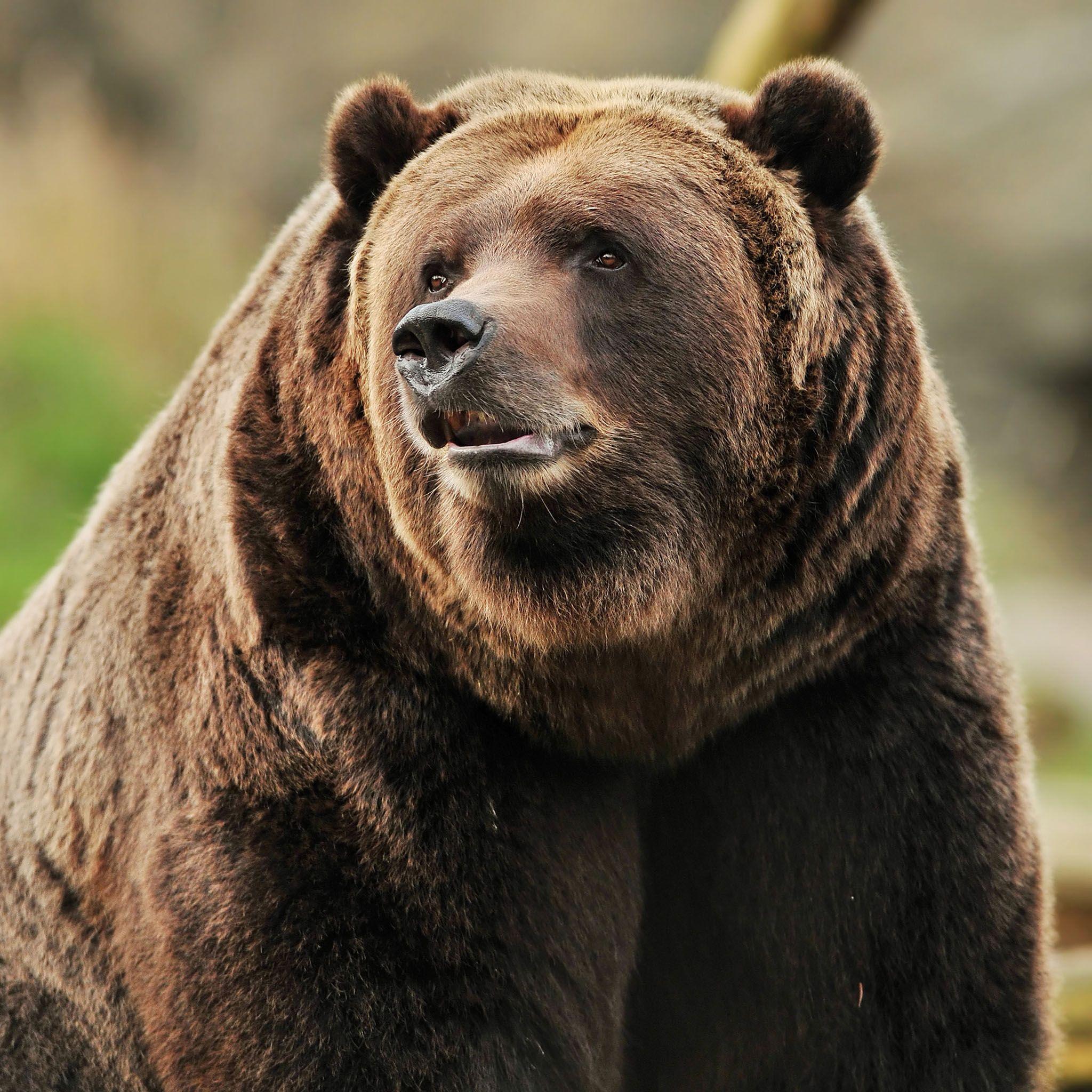 Grizzly Bear Portrait / HD iPad Wallpapers