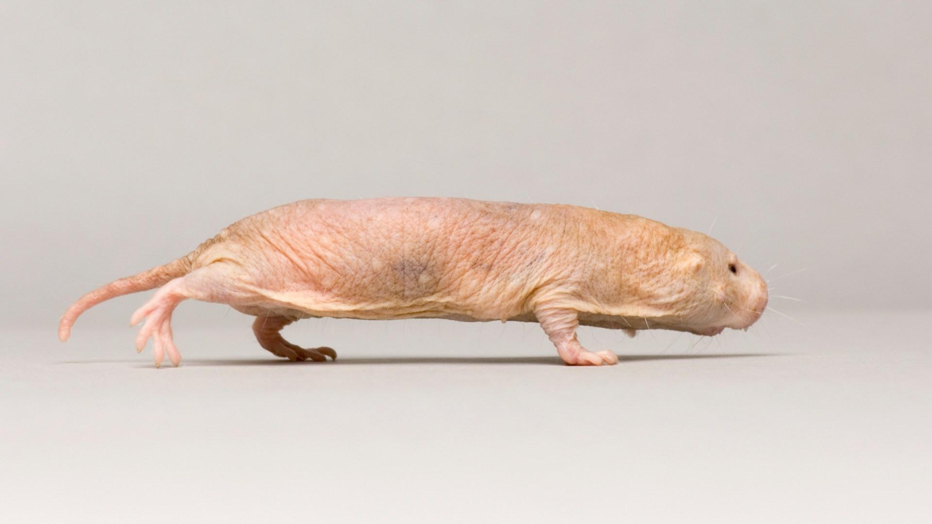 Naked Mole Rat Ark