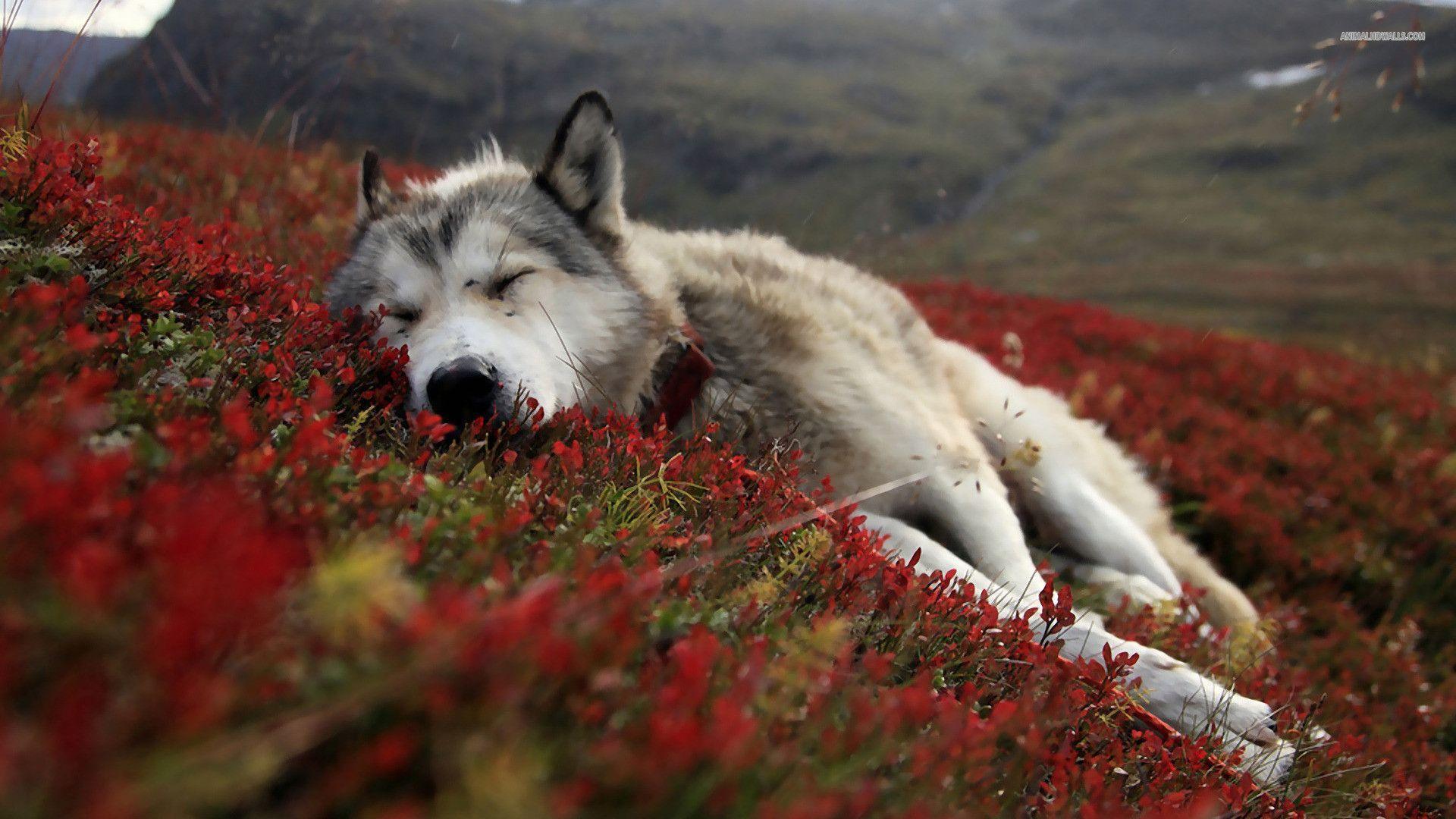 Wolf wallpapers #