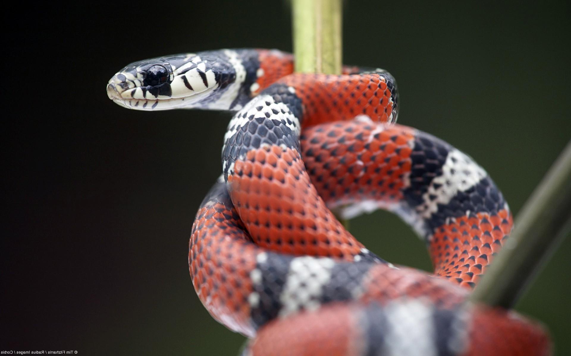 snake kingsnake reptile Wallpapers HD / Desktop and Mobile