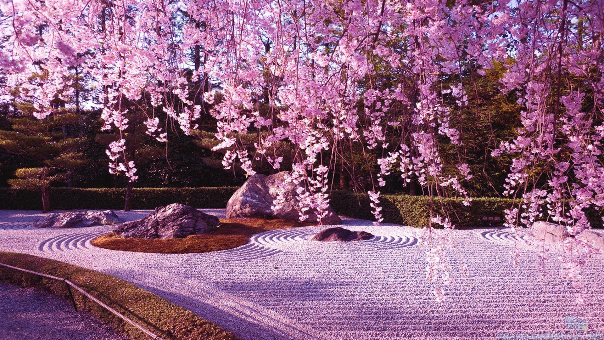 10 Gorgeous pictures of Cherry Blossom Lake, Japan