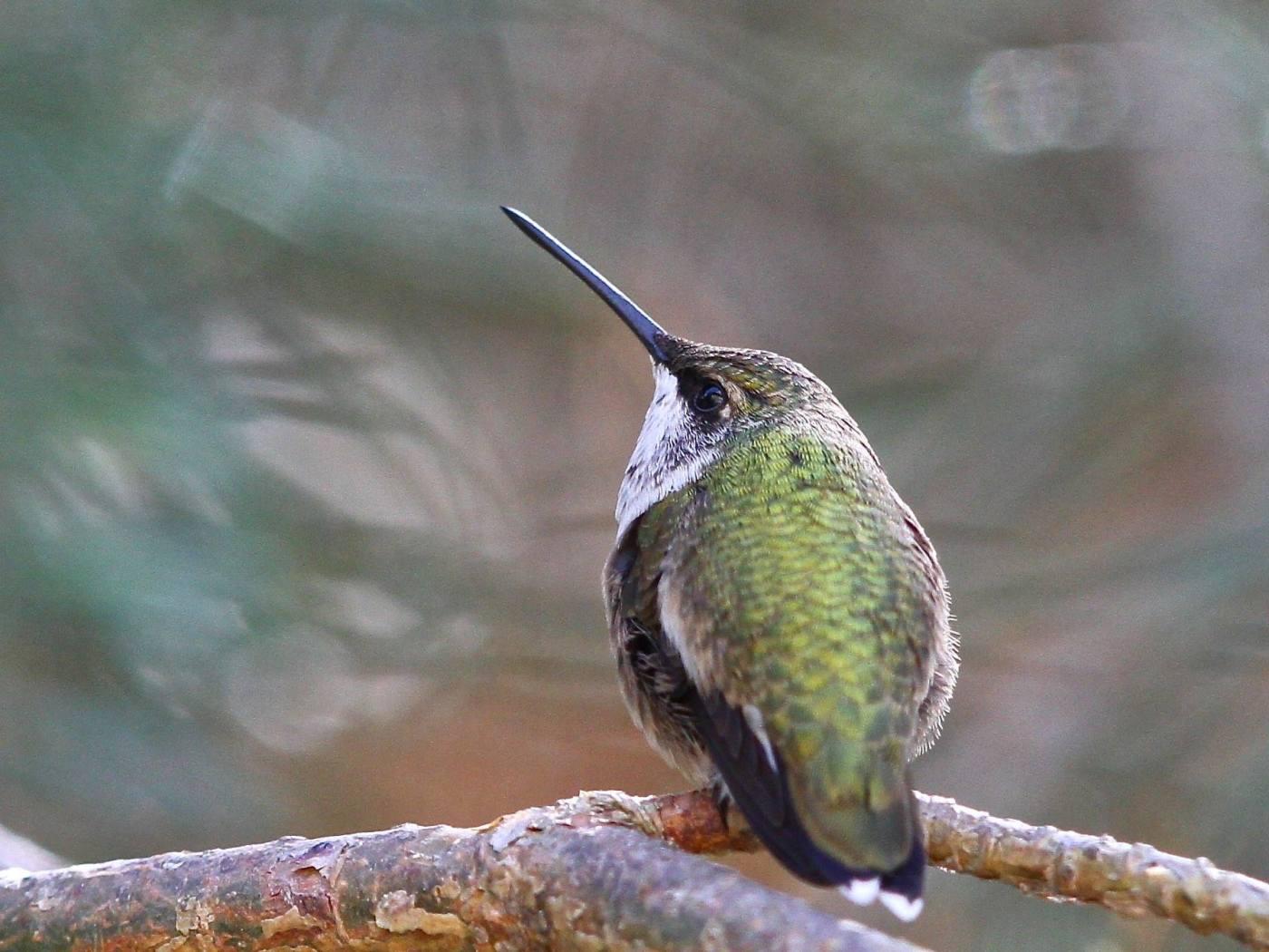 Common Yard Birds on Eastern Vancouver Island – Yellow Point