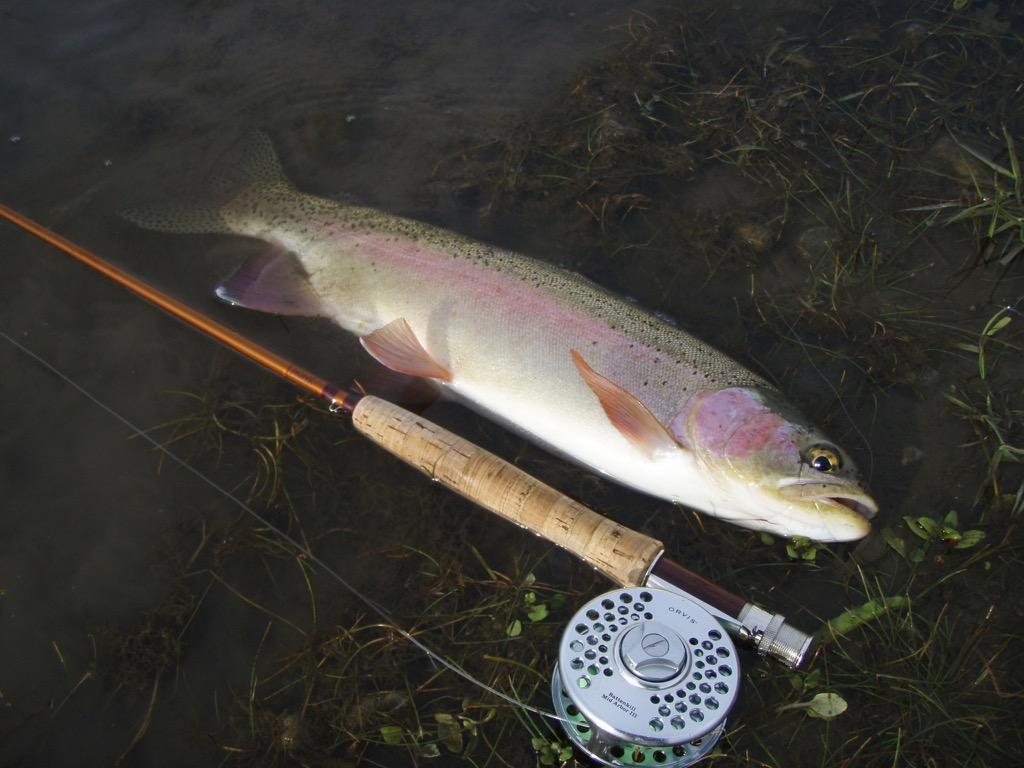 Rainbow Trout Wallpapers Image for Android