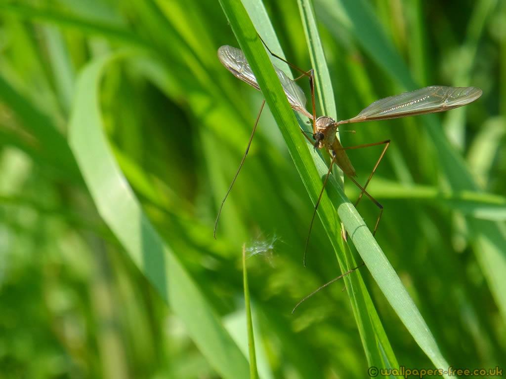 Crane Fly In The Grass