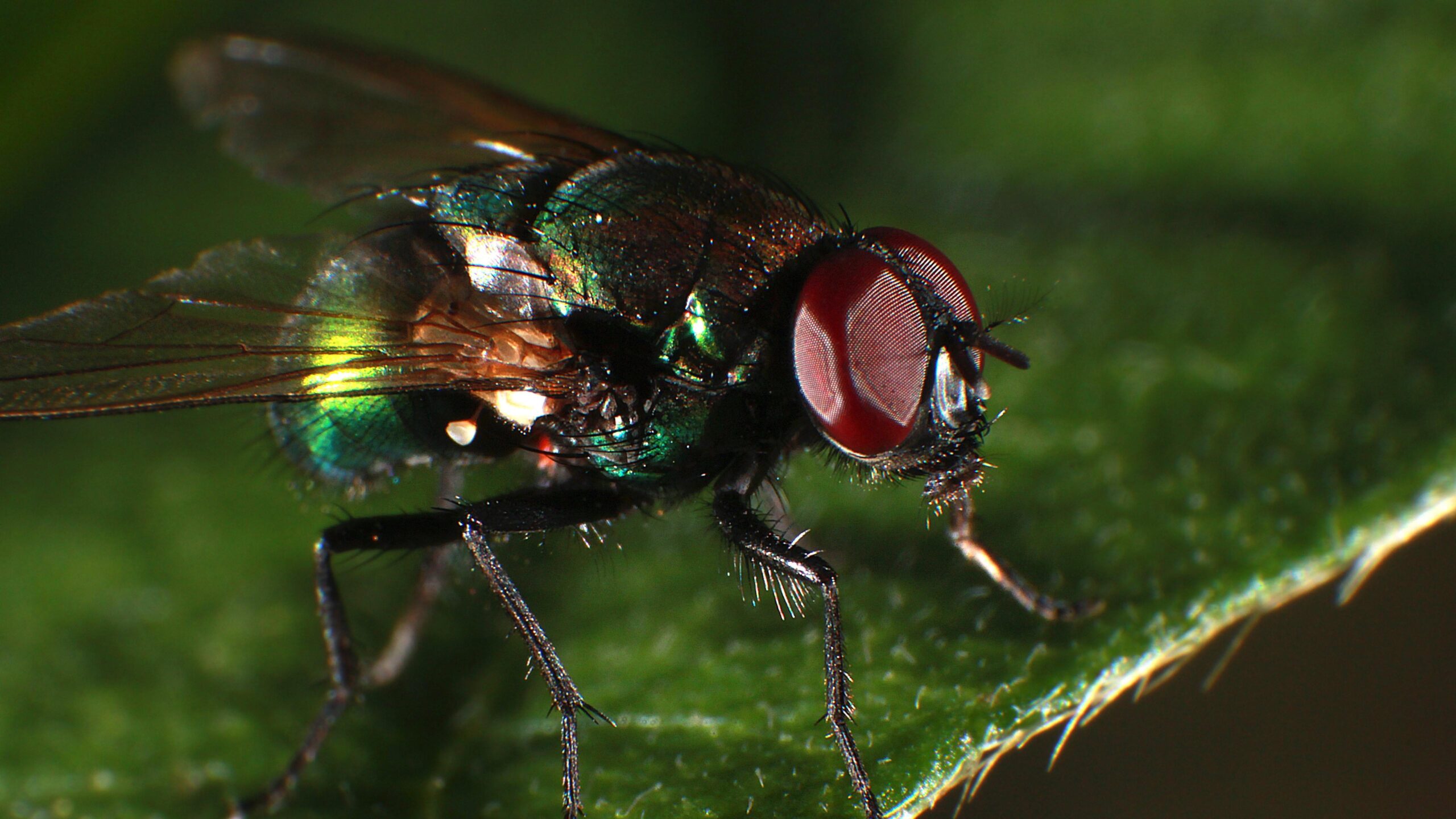 Wallpapers Fly macro photography, insect UHD 5K