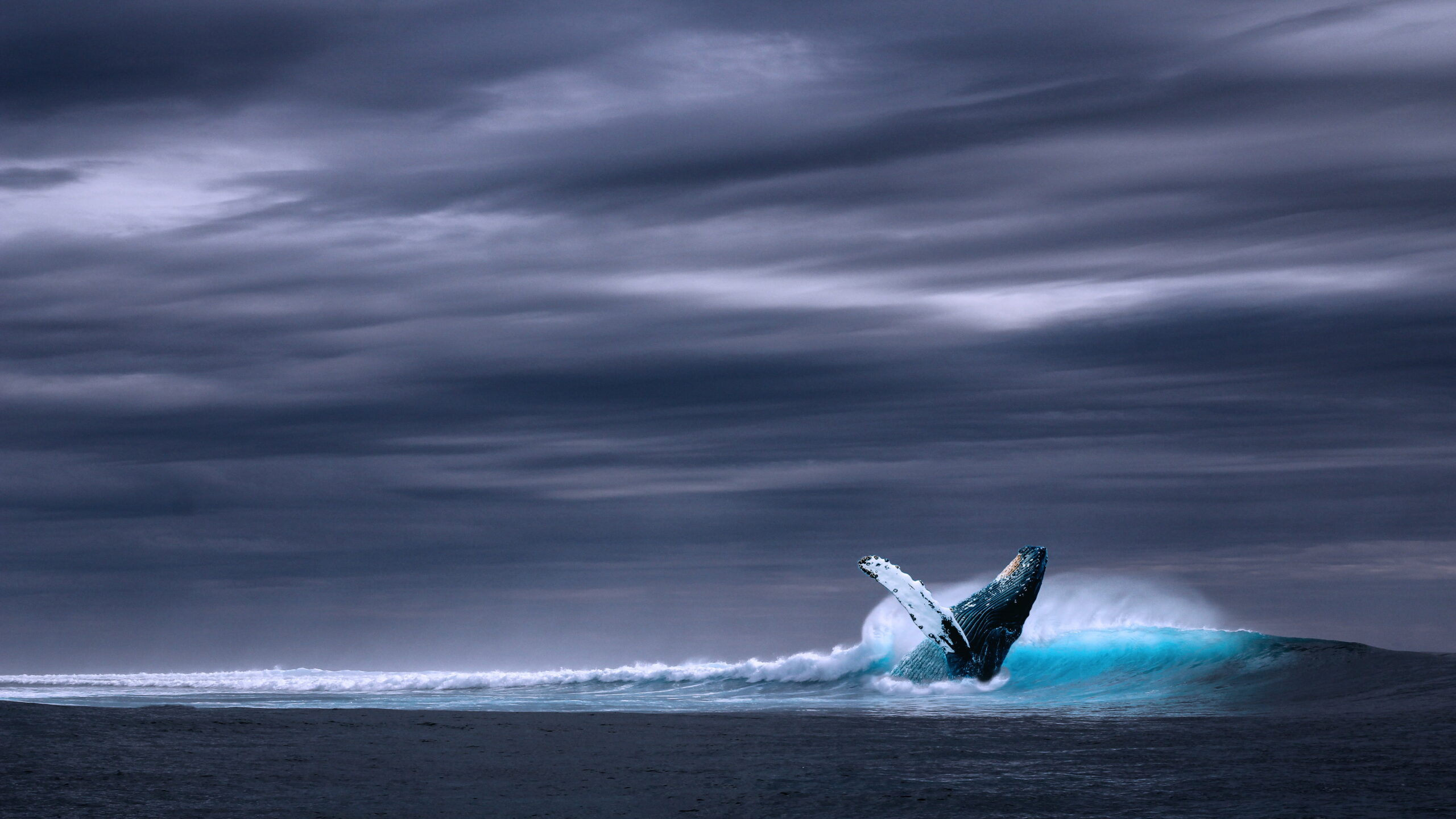 Blue humpback whale on body of water under gray skies HD