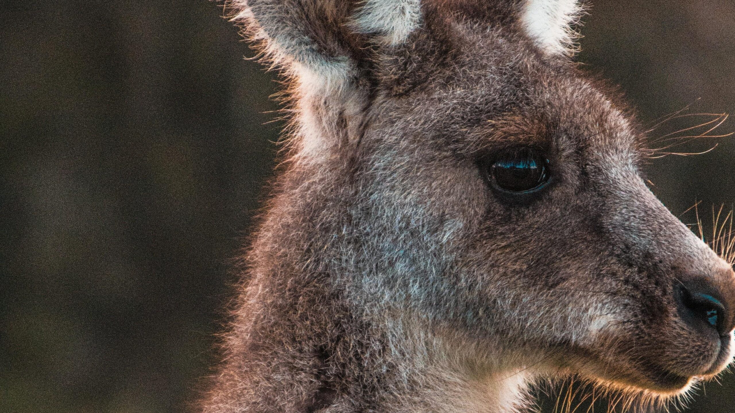 Animal Kangaroo Face Wallpapers