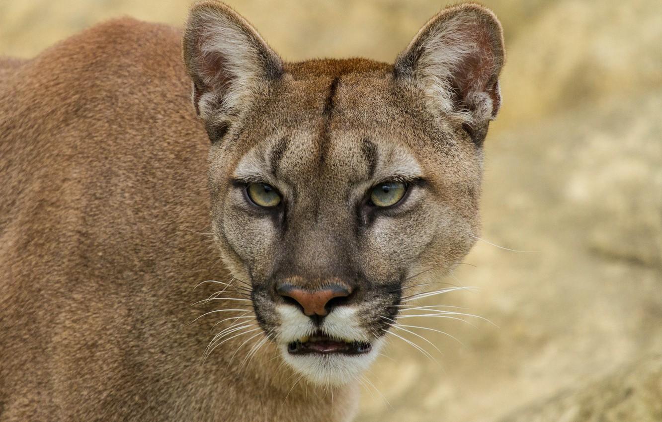 Wallpapers cat, look, face, Puma, mountain lion, Cougar