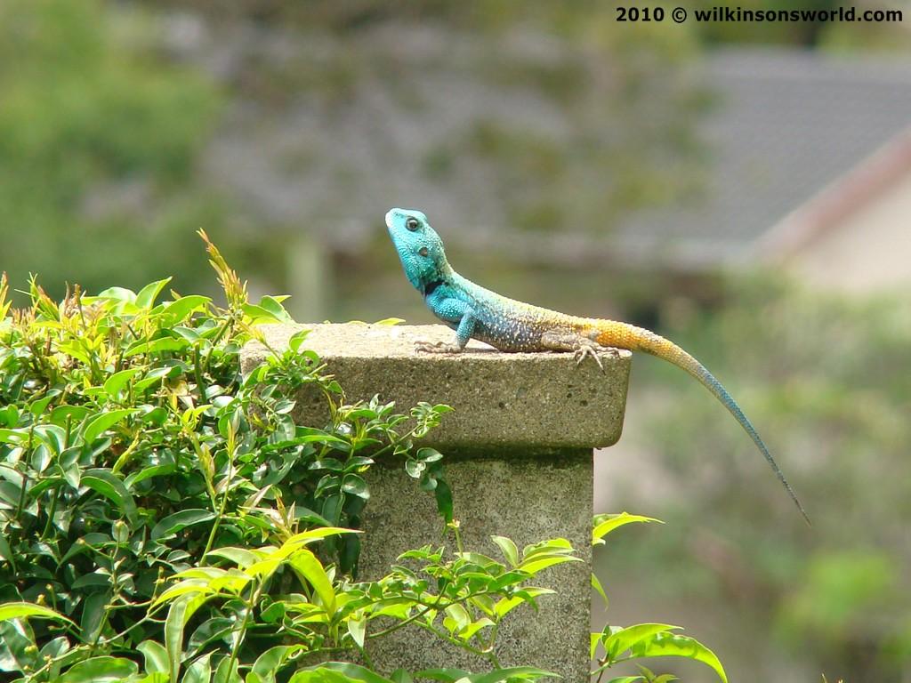 Namibian rock agama