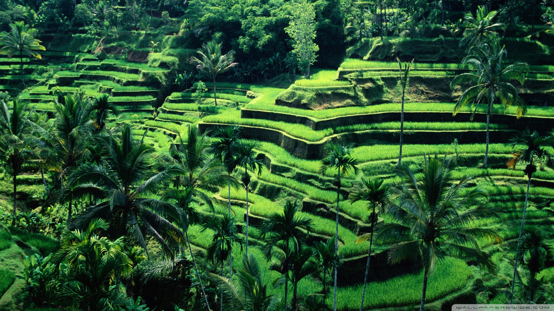 Ubud Bali Indonesia Wallpapers – Online News Travel