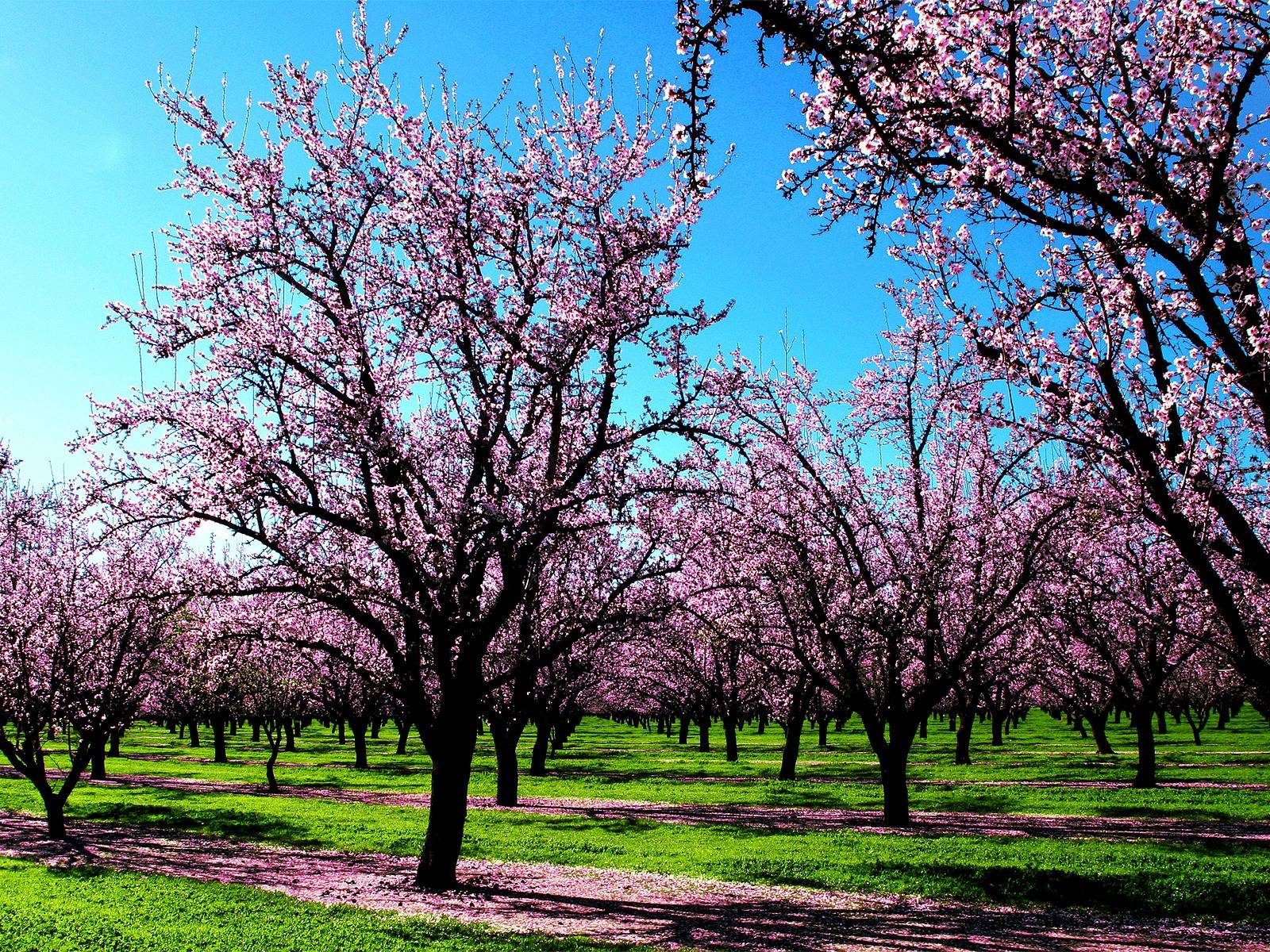 Desktop : Spring Wallpapers Spring Nature px Spring