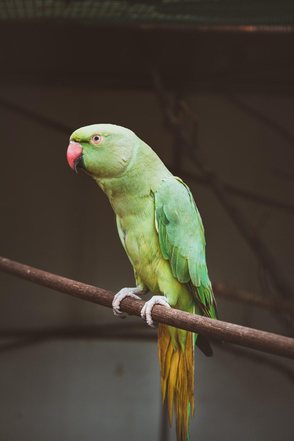 500+ Parrot Pictures