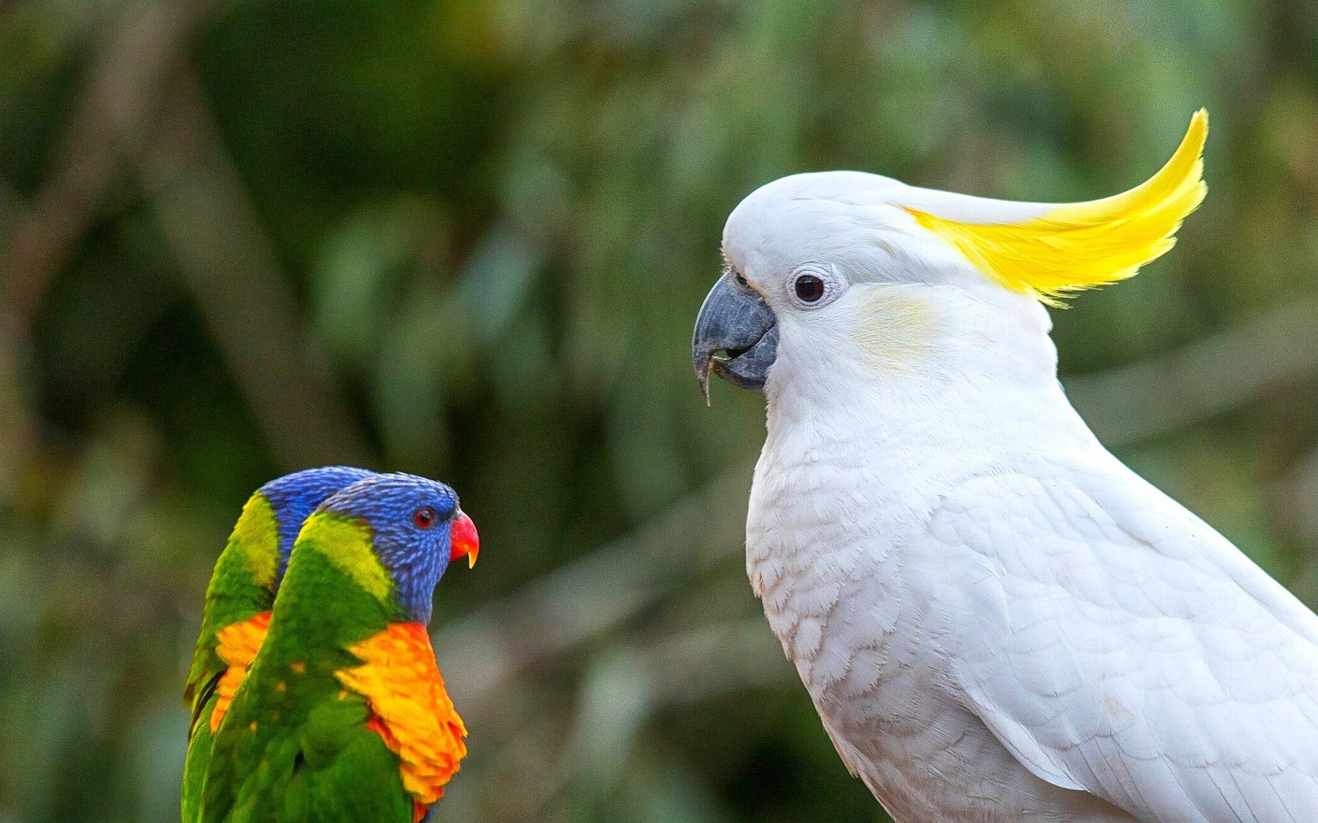 Parrot Bird Wallpapers