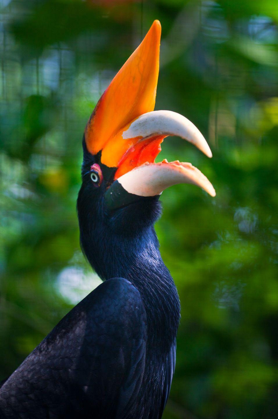 Rhinoceros hornbill