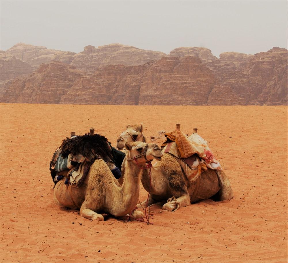 100+ Camel Pictures [HD]