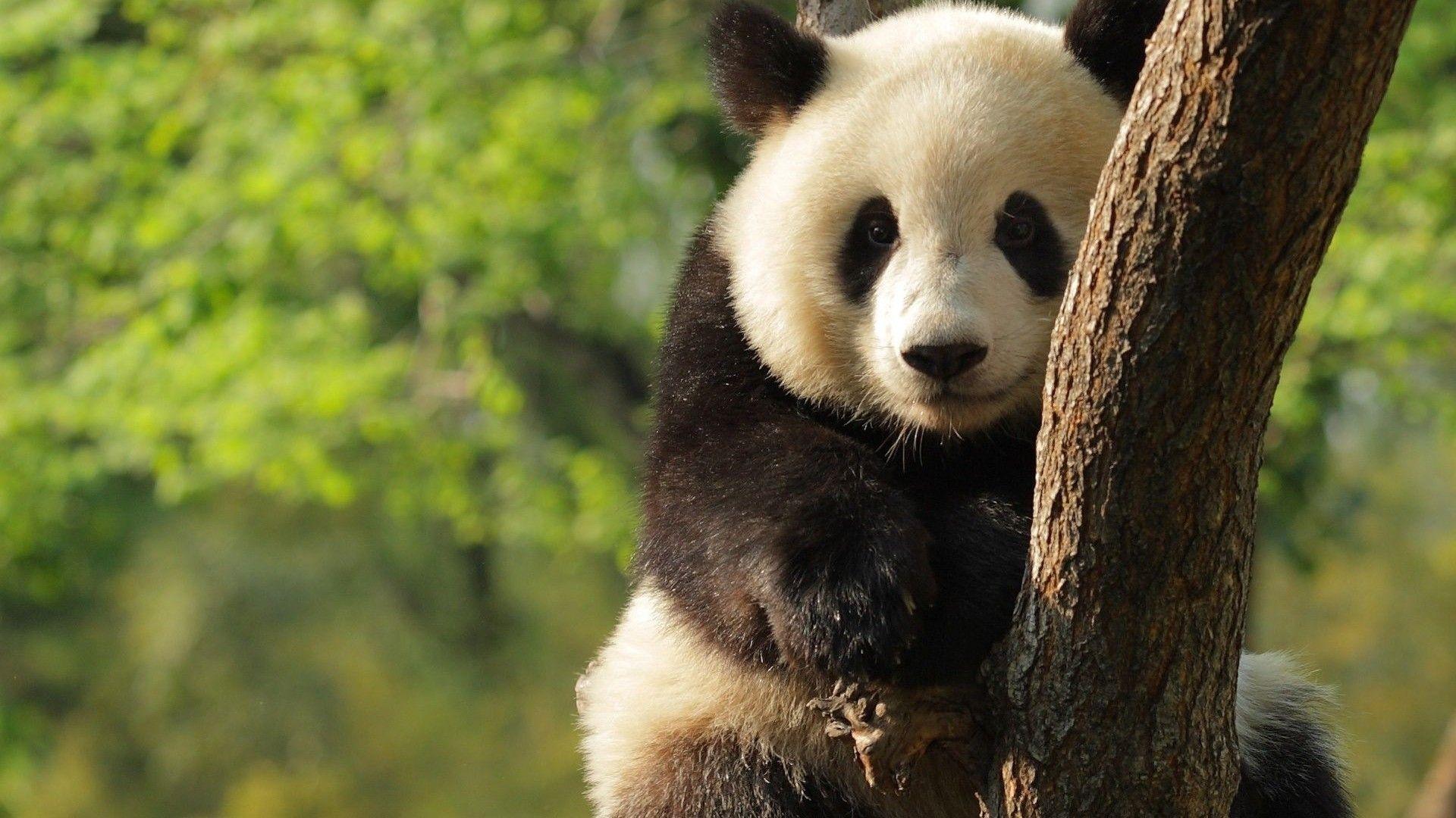 Giant Panda HD Wallpapers