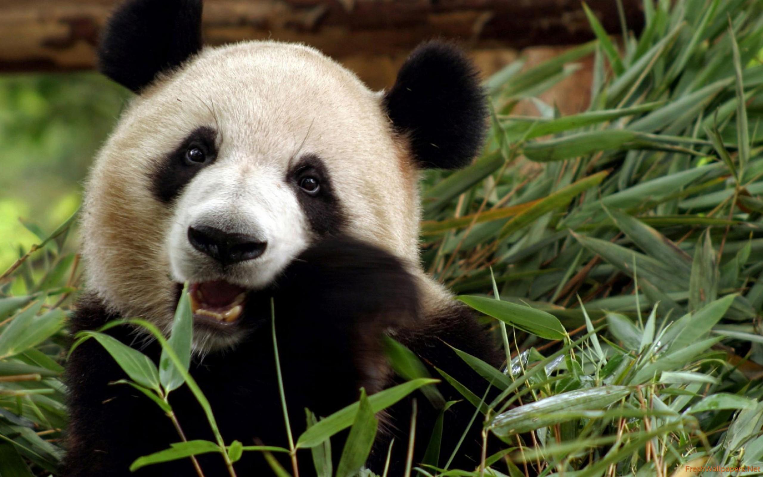 Giant panda wallpapers