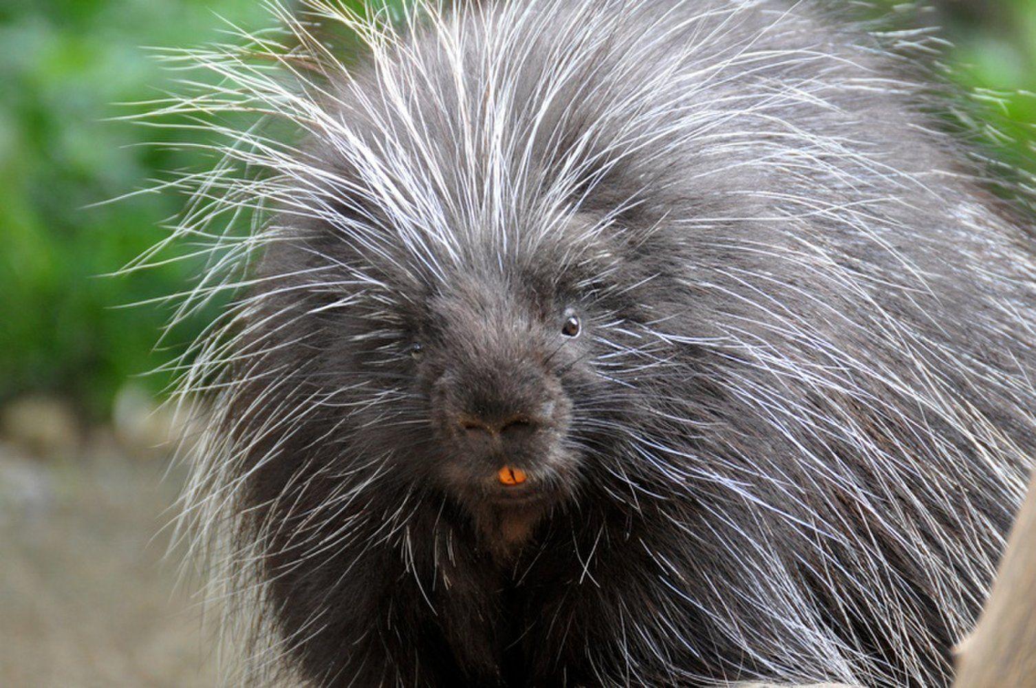 Most viewed Porcupine wallpapers