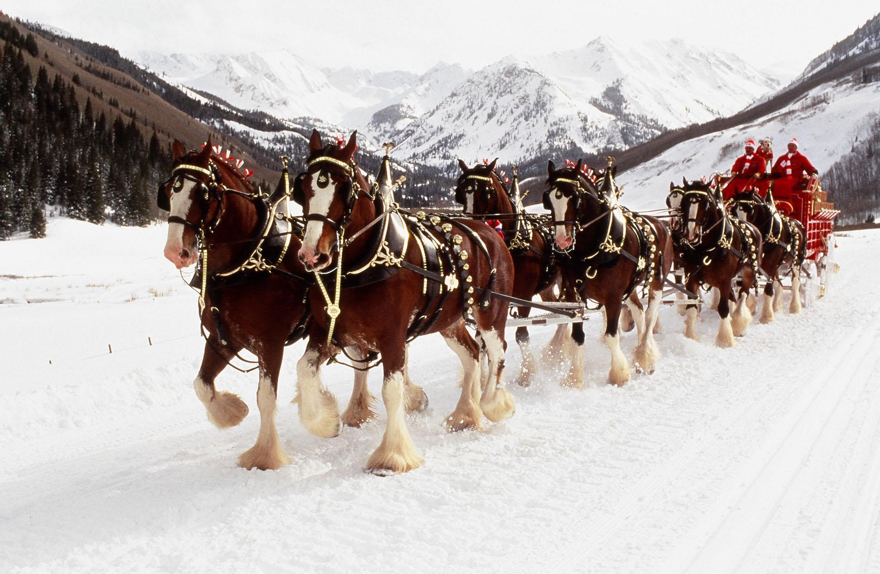 World renowned Budweiser Clydesdales to appear at museum > National