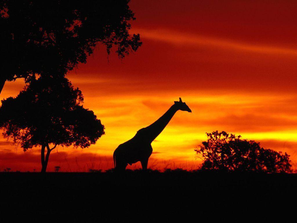 Animals For > African Animals Sunset Wallpapers