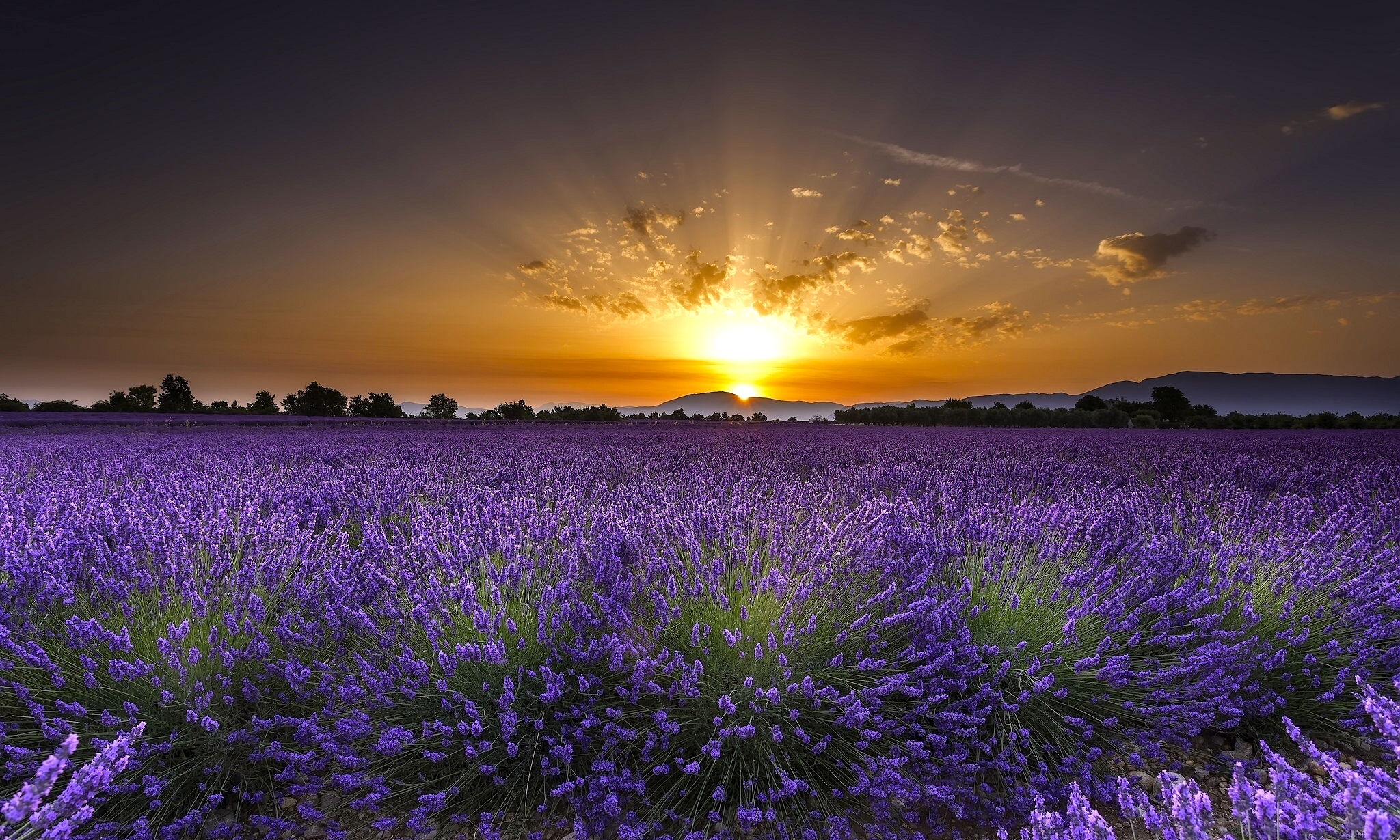 Lavender fields in Guadalajara, Spain Desktop Wallpapers FREE on