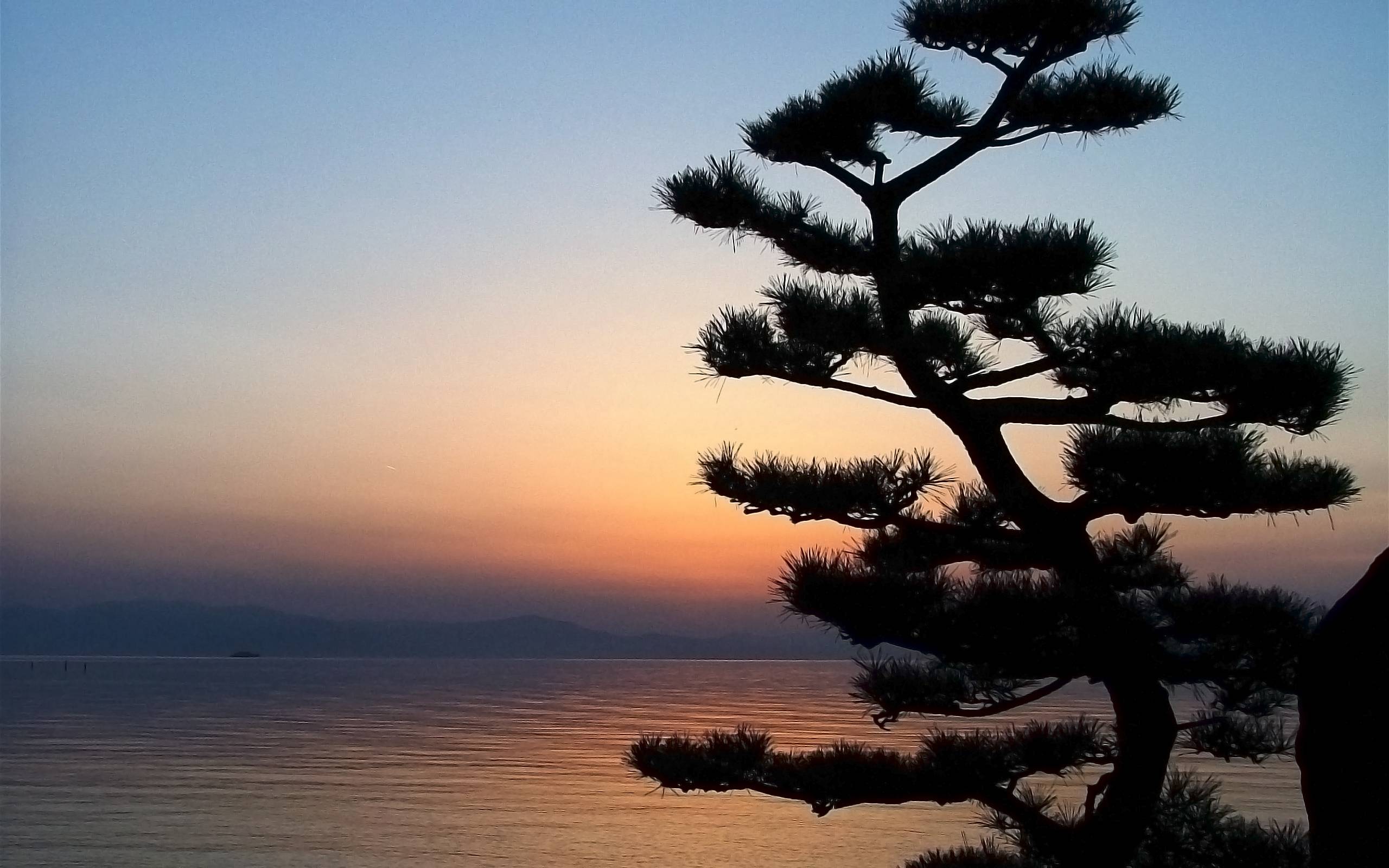 Nature Bonsai Tree in the Sunset widescreen wallpapers