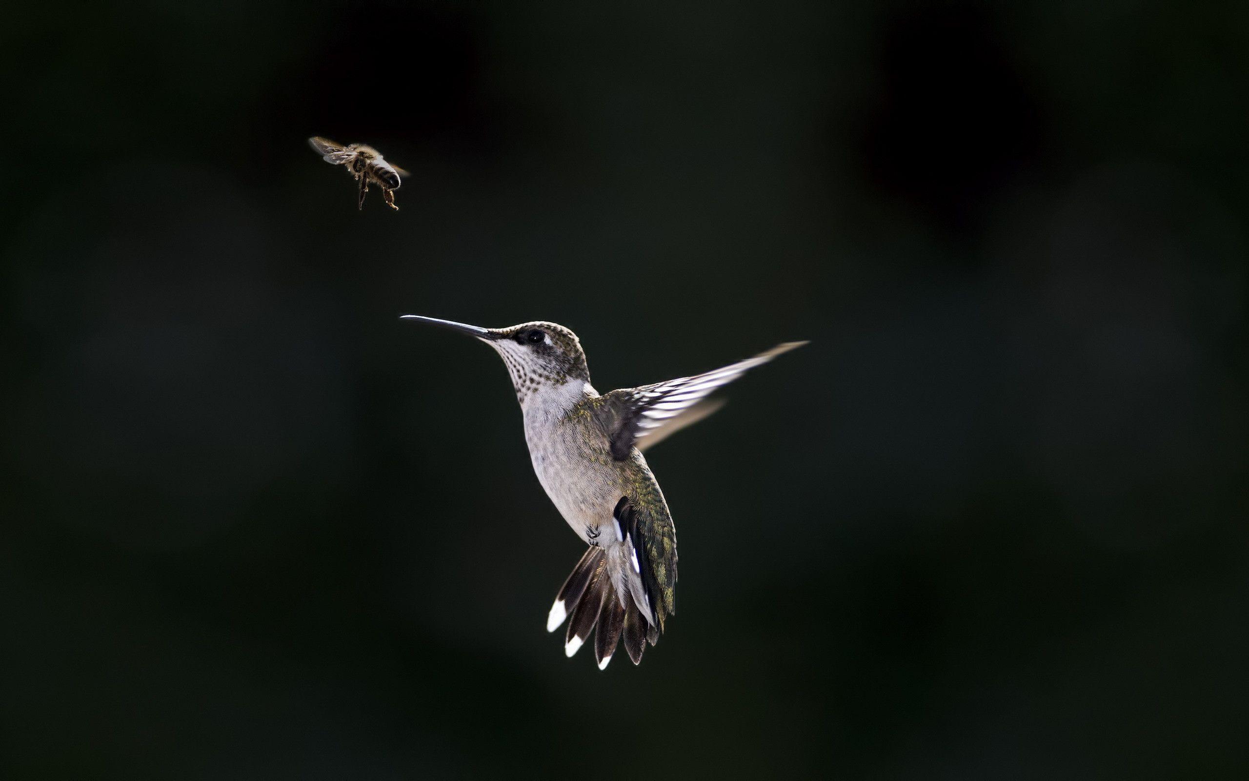 Latest Humming Bird HD Wallpapers Free Download