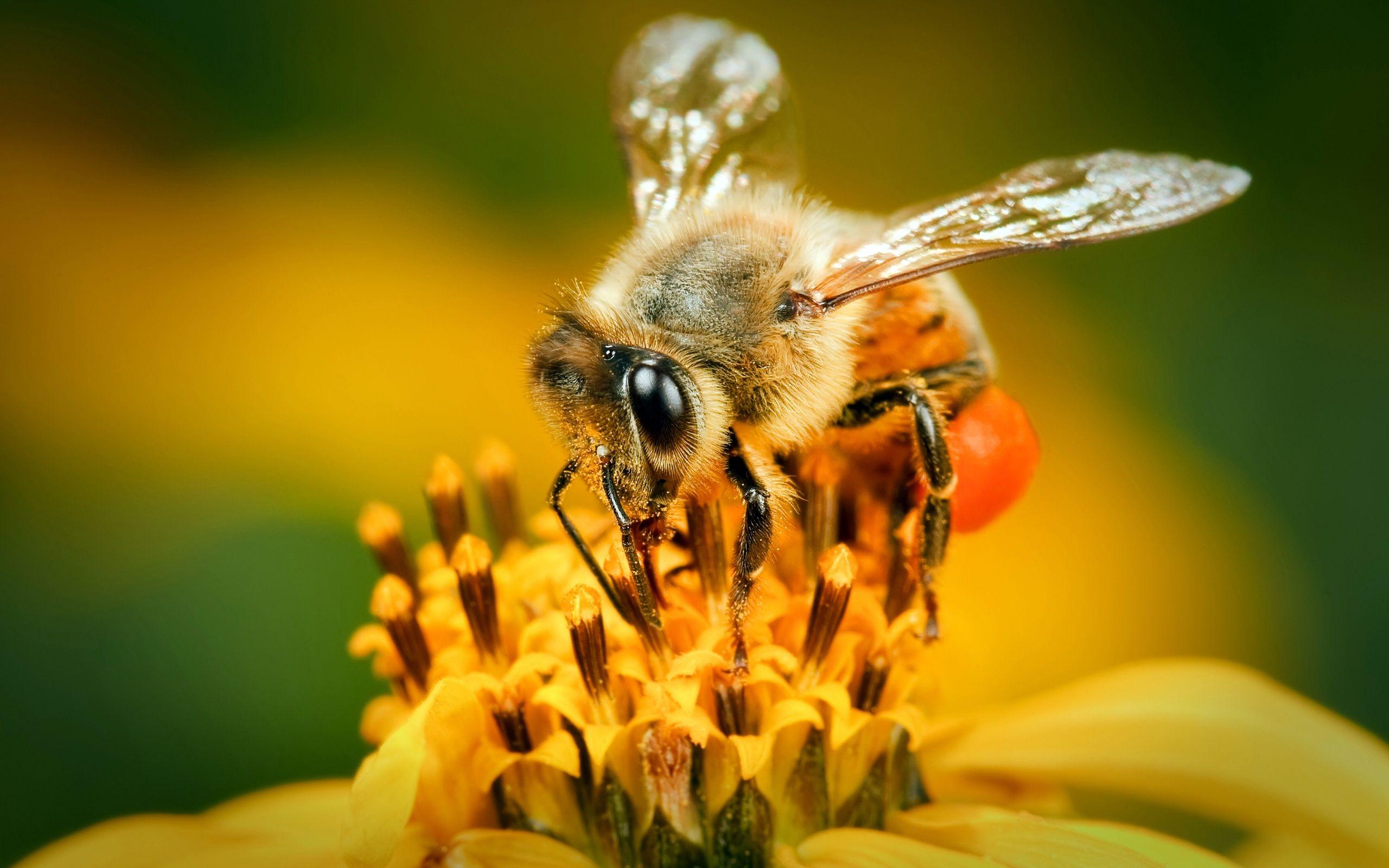 Bee, HD, Wallpapers, , Cool, Display, Apple,