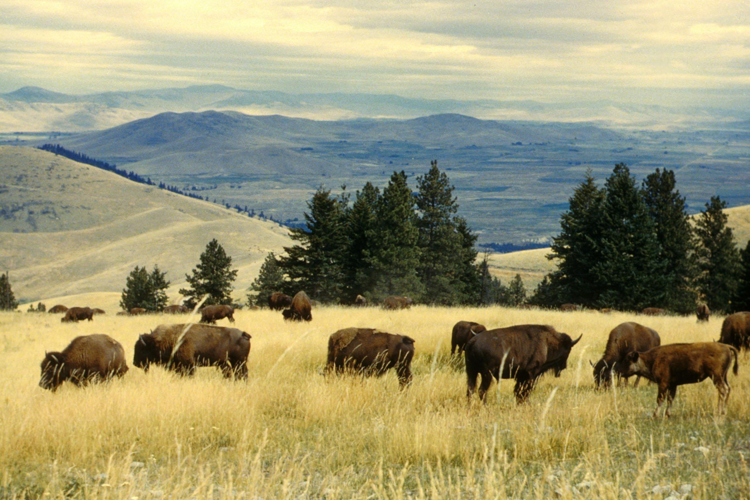 Bison herd grazing at the national bison range royalty free stock