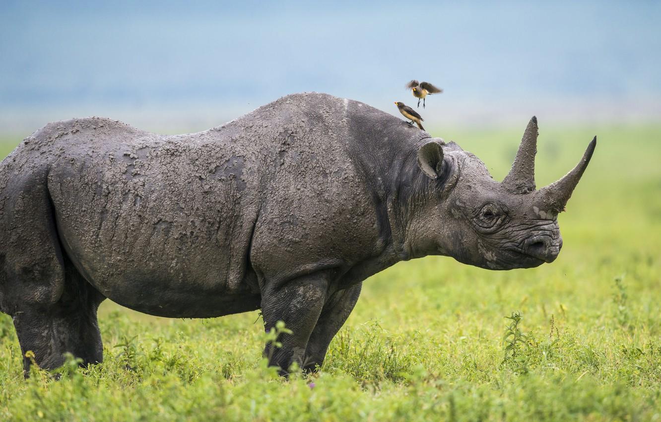 Wallpapers birds, Africa, Rhino image for desktop, section