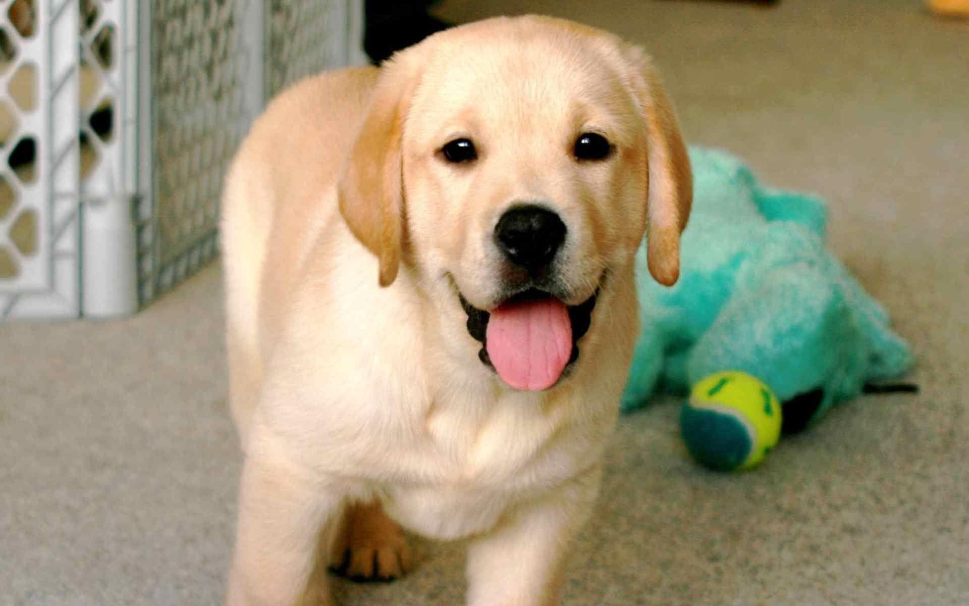 Yellow Lab Puppy Wallpapers