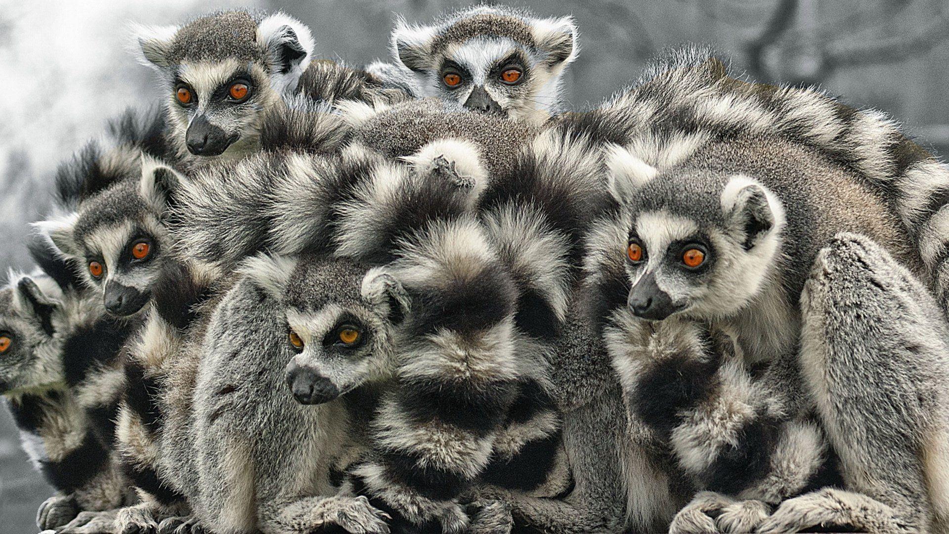 88 Lemur HD Wallpapers