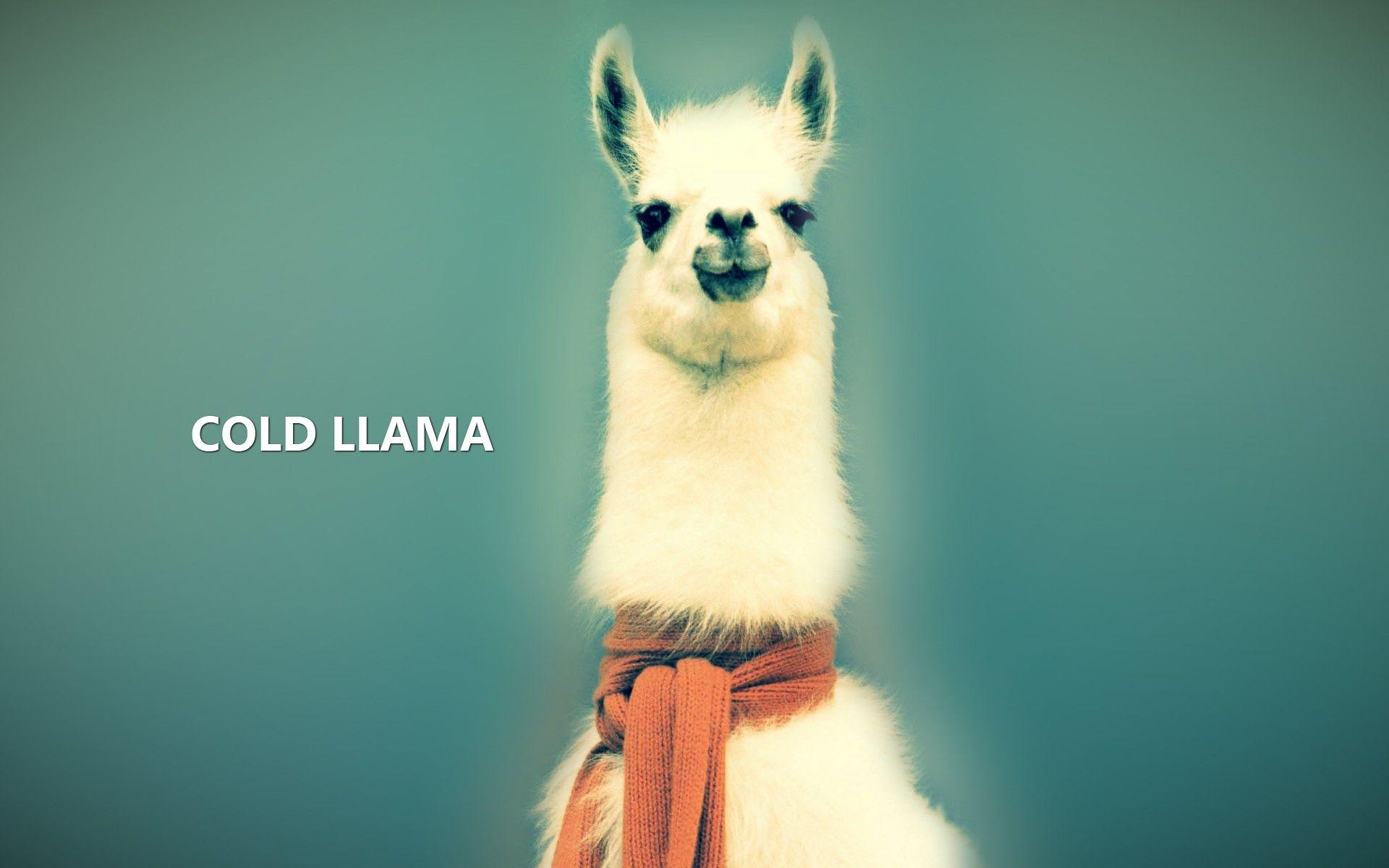 8 Llama Wallpapers