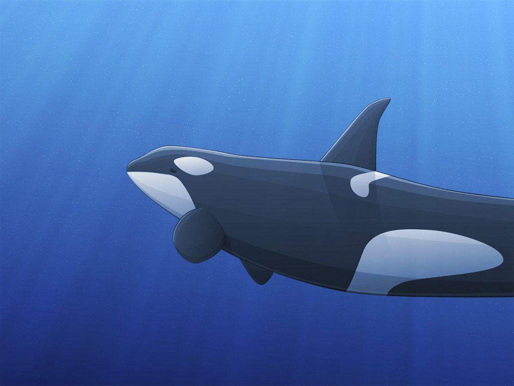 Wallpapers Collections: orca