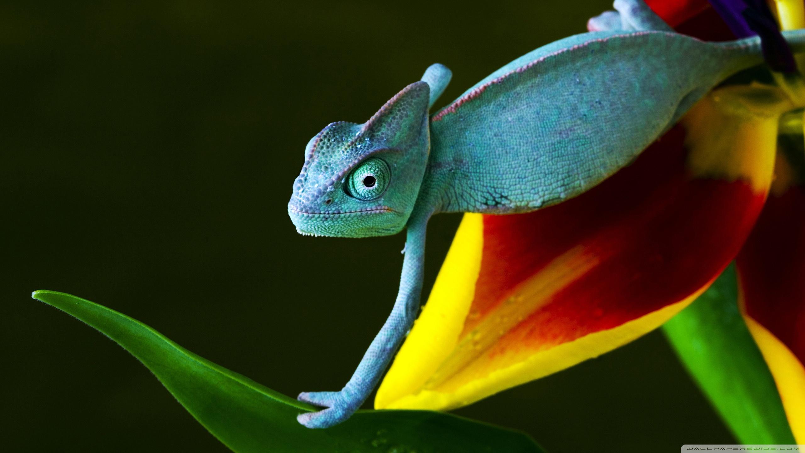 Chameleon Wallpapers Desktop