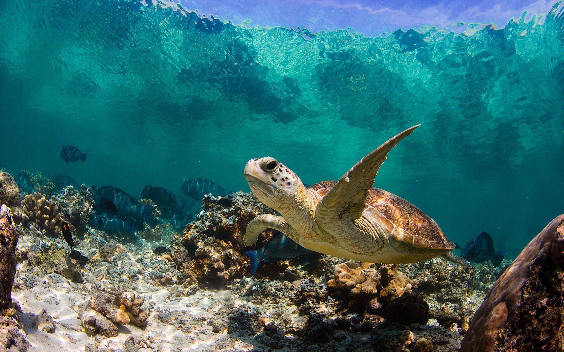 Sea Turtle Wallpapers