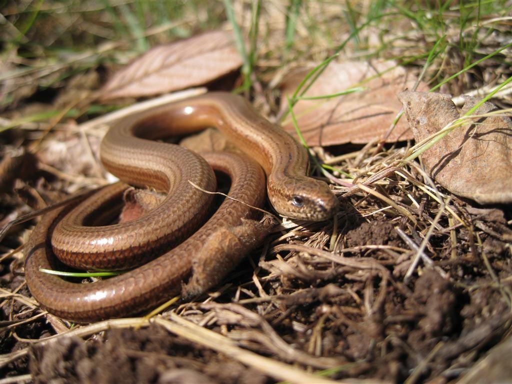 Slow Worm