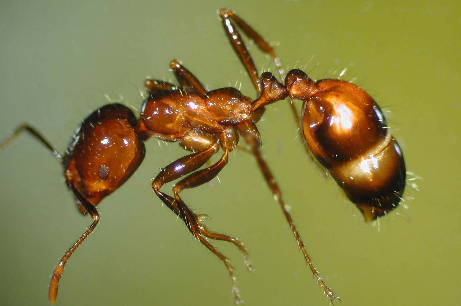 Fire Ant Wallpapers