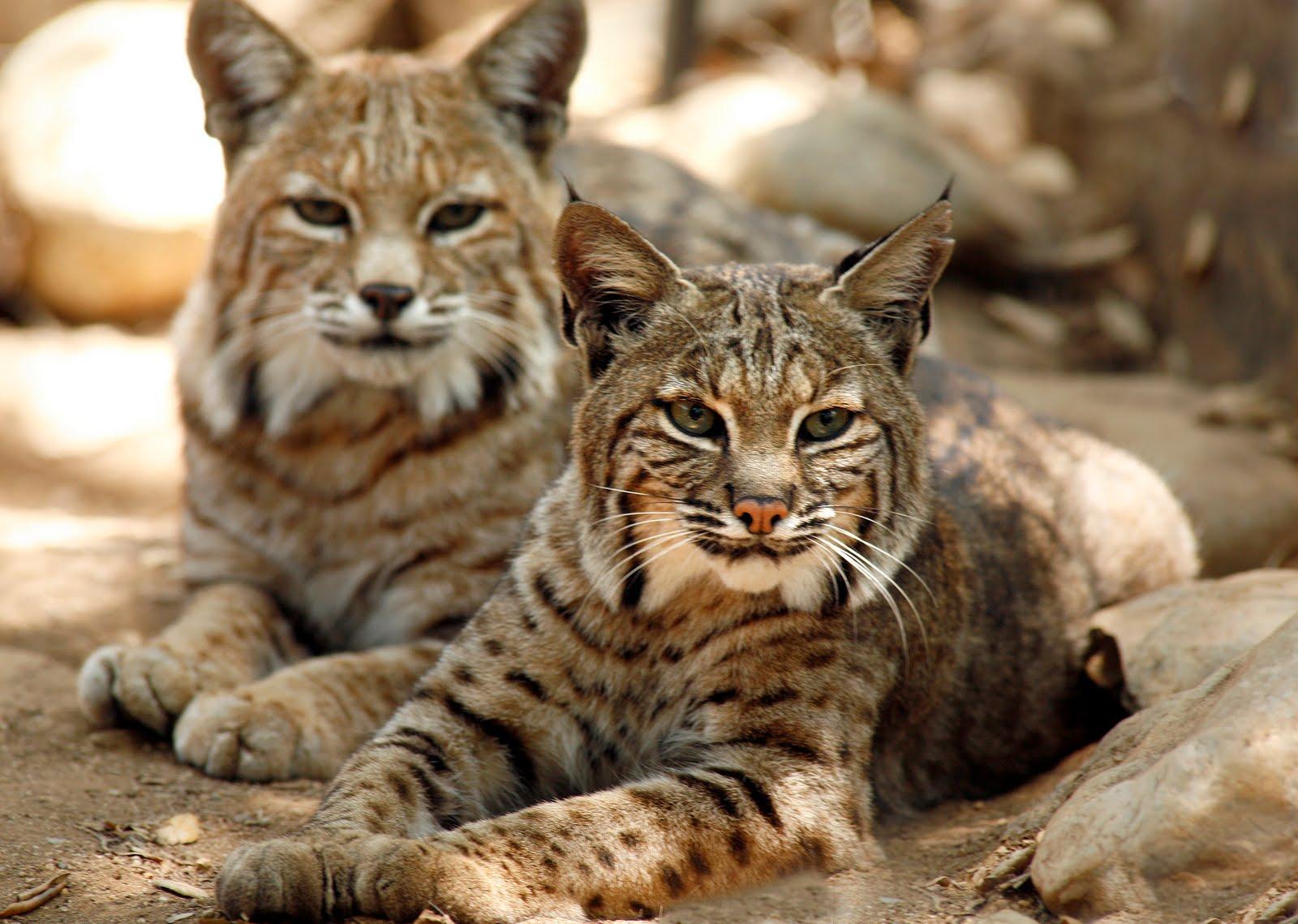 Awesome Bobcat HD Wallpapers Free Download