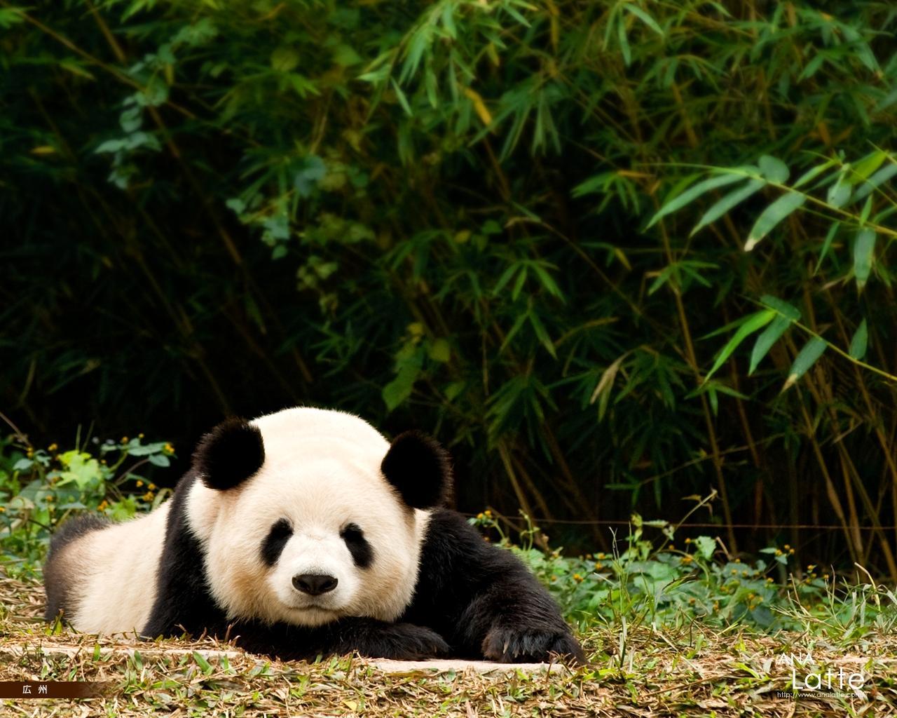 Desktop Wallpapers Giant panda Bears animal