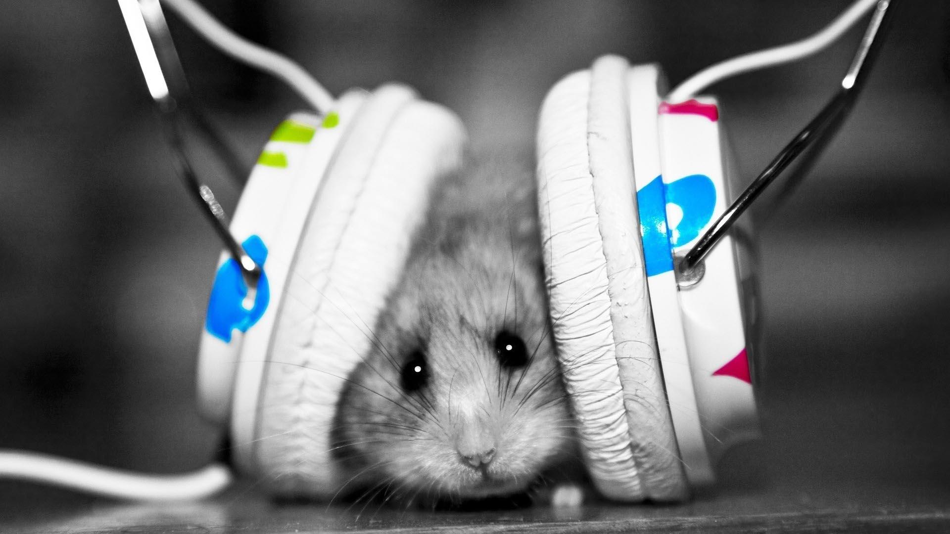 Mouse with Headphones HD Wallpapers » FullHDWpp