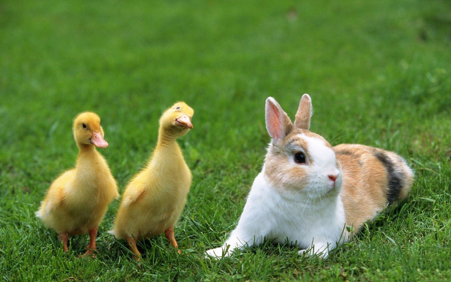 Rabbit and Duck Cute Animal