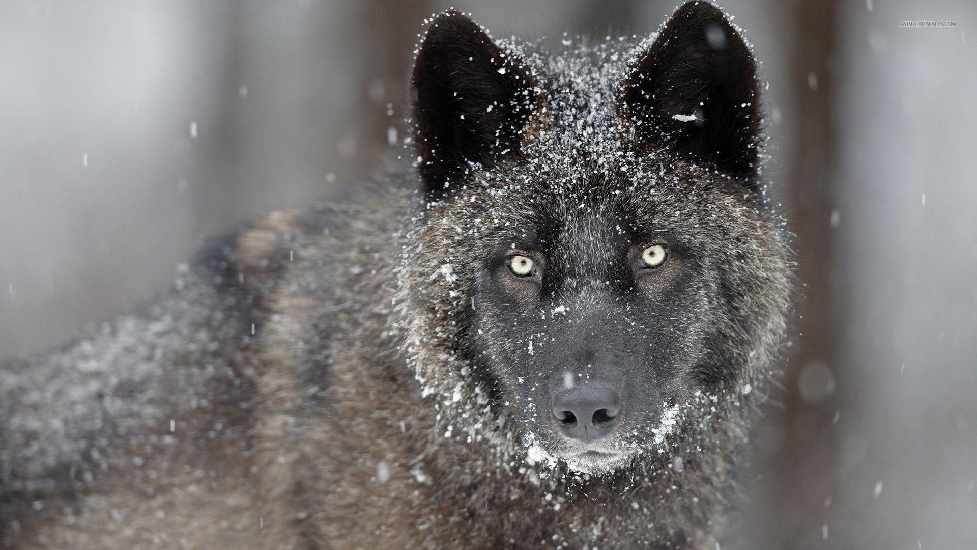 Black Wolf in Snow Wallpapers