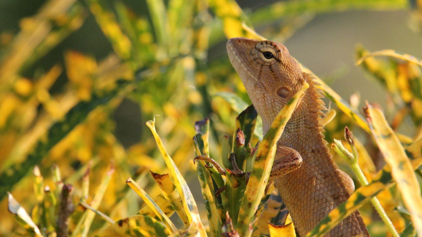 40 Chameleon HD Wallpapers FREE HD Download