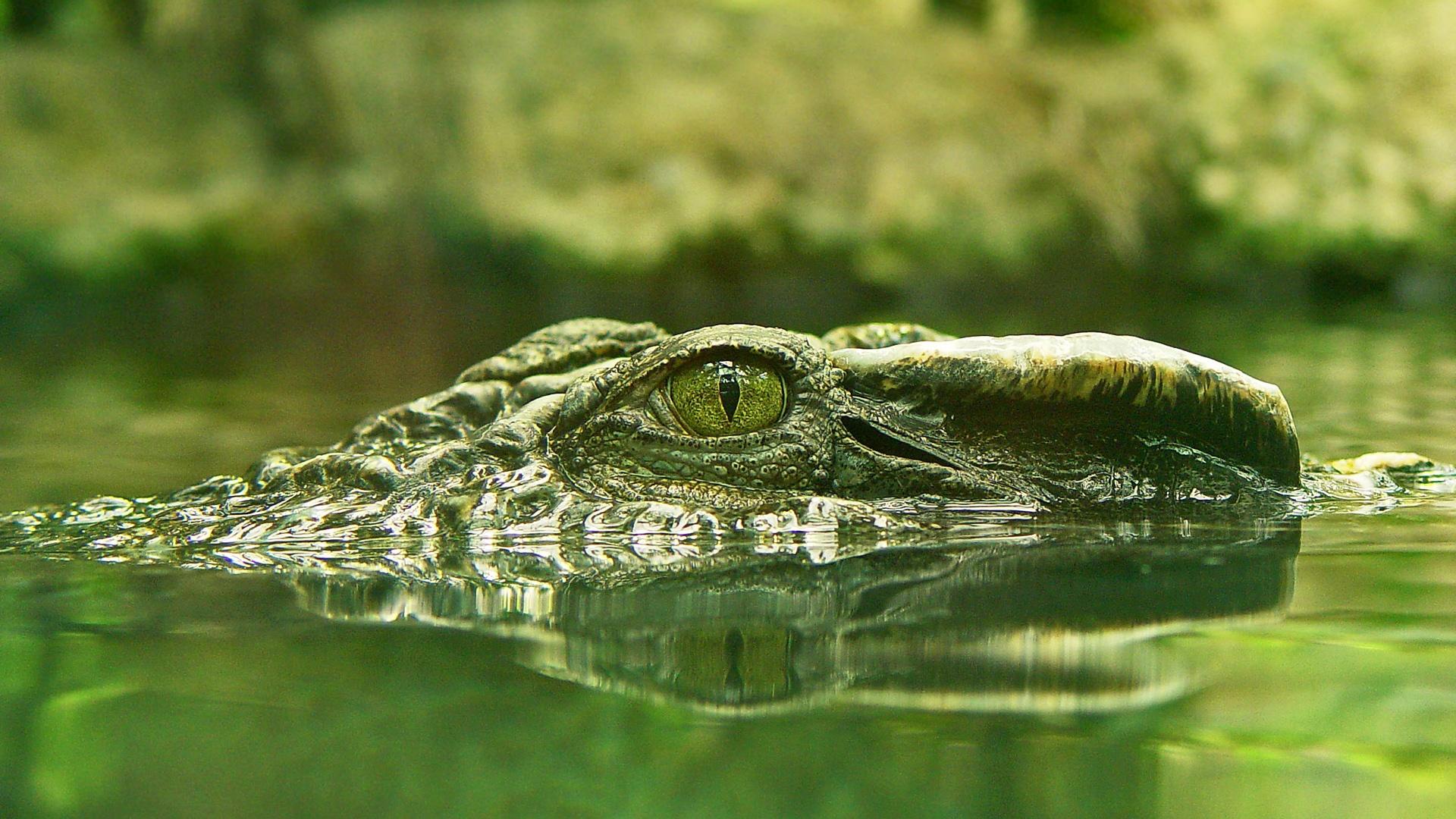 Crocodile Wallpapers ,